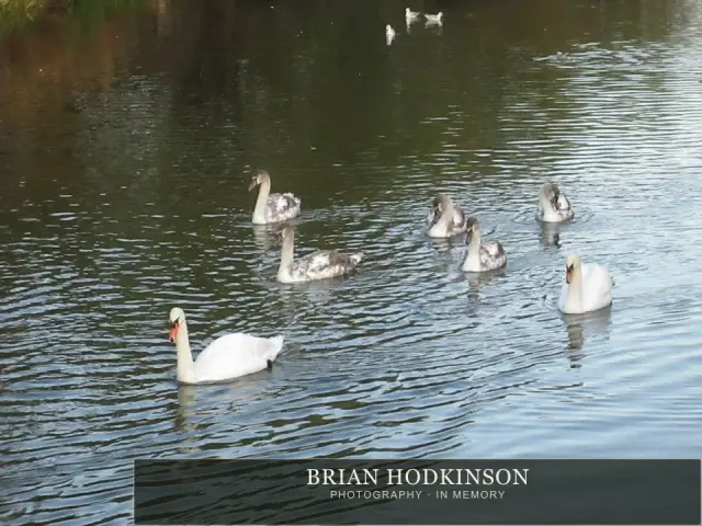 Photograph from the Animals of 2013