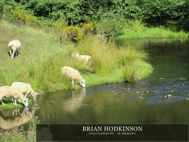 Photograph from the Animals of 2013