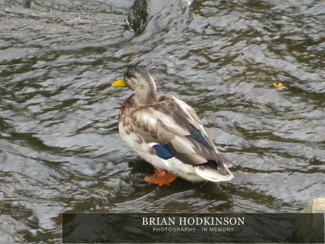 Photograph from the Animals of 2013