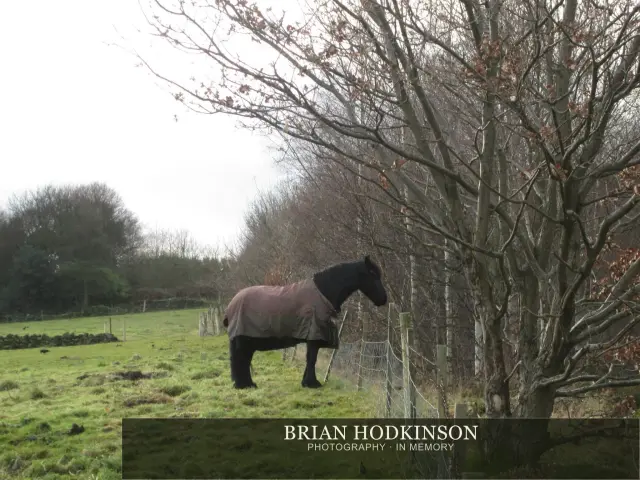 Photograph from the Animals of 2013