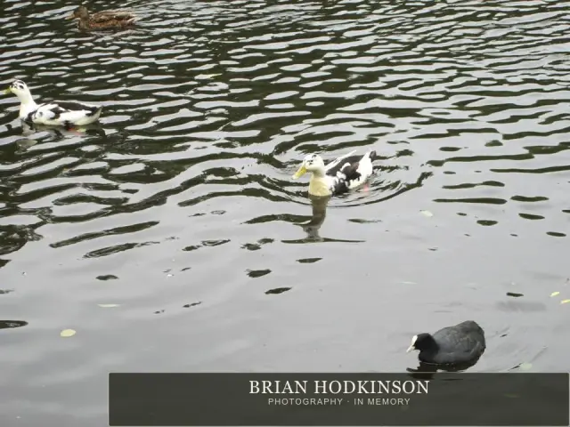 Photograph from the Animals of 2013