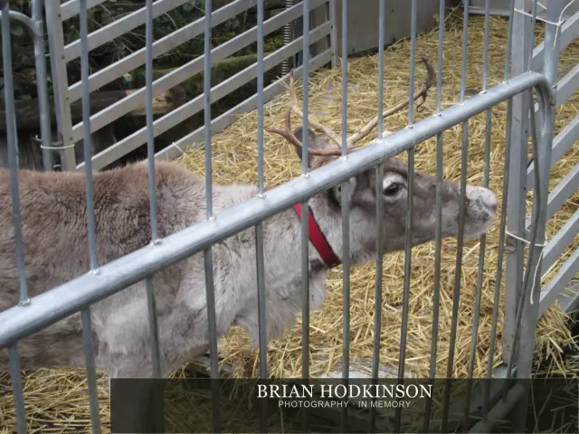 Photograph from the Animals of 2013