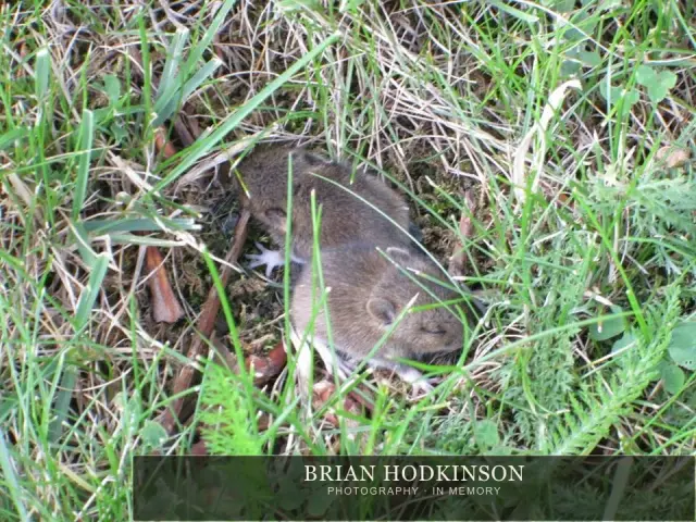 Photograph from the Animals of 2013