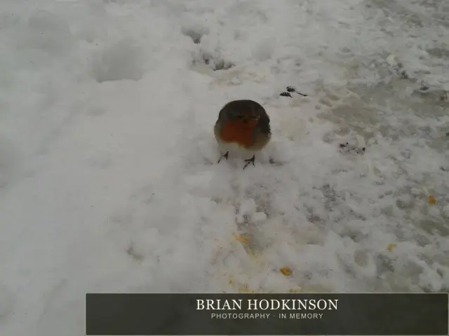 Photograph from the Animals of 2013